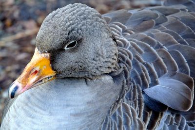 Close-up of duck