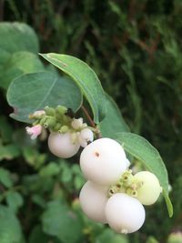 Close-up of fruit growing on tree