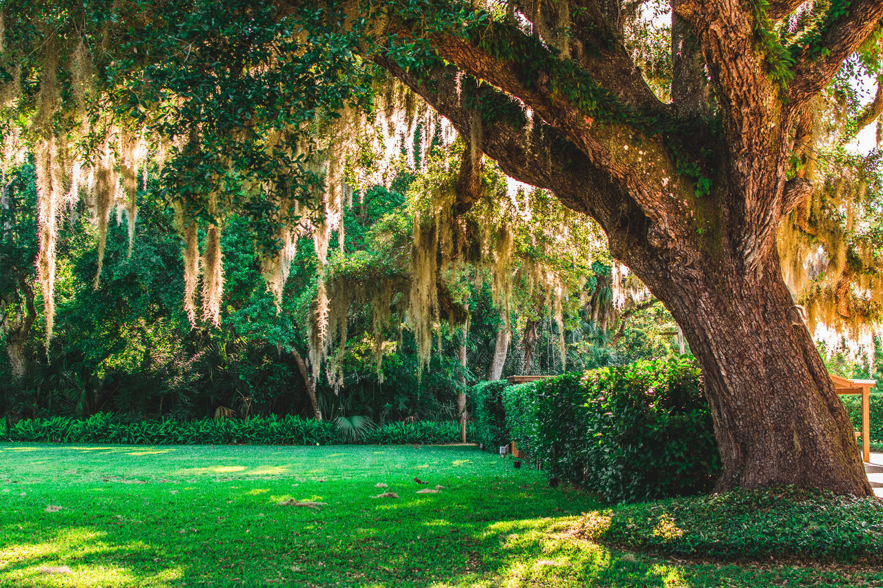 TREES GROWING IN PARK