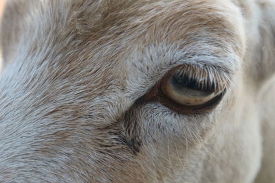 Close-up portrait of dog