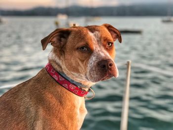 Close-up portrait of dog on beach against sky