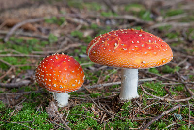 Close-up of fly agaric mushroom on field