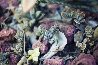 High angle view of a succulent plant