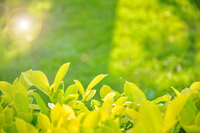 Close-up of yellow flowering plant on field
