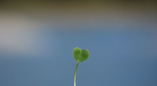 Close-up of plant against blue sky