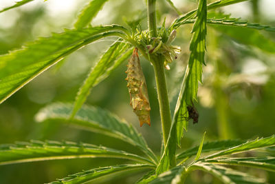 Close-up of fresh green plant