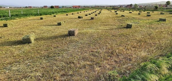 Hay bales on field