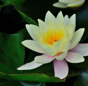 Close-up of flower blooming outdoors