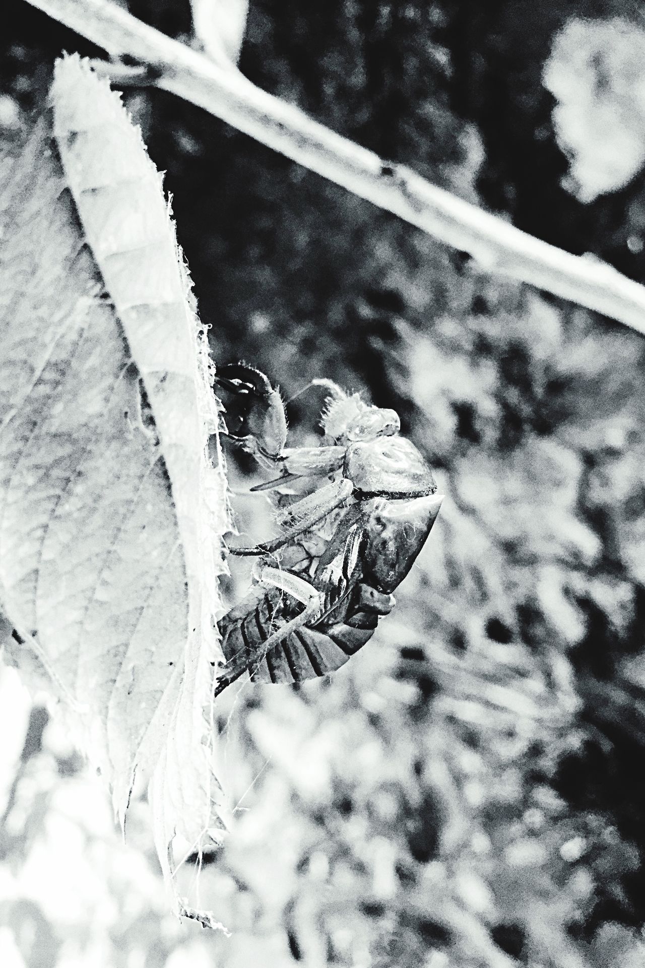 Cicada's shell