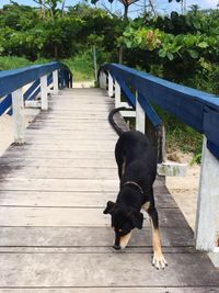 Black dog on footpath