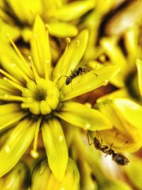 Close-up of insect on flower