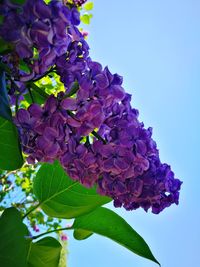 Low angle view of purple flowers blooming outdoors