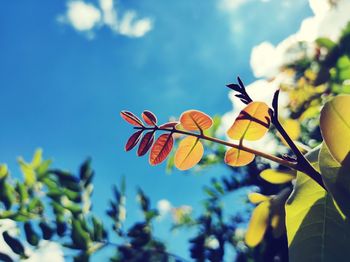 Low angle view of flowering plants against sky