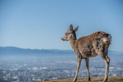 Giraffe standing on land against sky