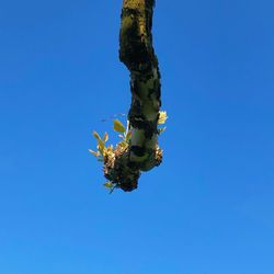 Low angle view of insect against blue sky