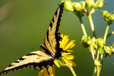 Close-up of butterfly pollinating on flower