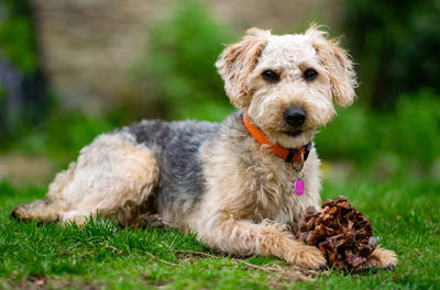 Portrait of dog relaxing on field