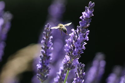 Close-up of bee pollinating on purple lavender 