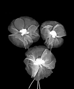 Close-up of white flowering plant against black background