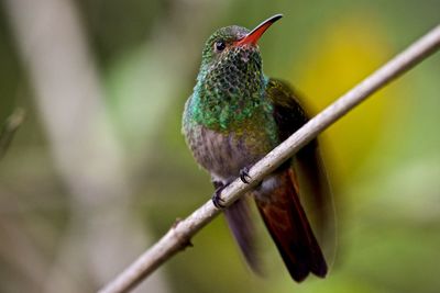 Close-up of bird perching on branch