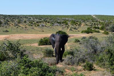Elephant on landscape against clear sky