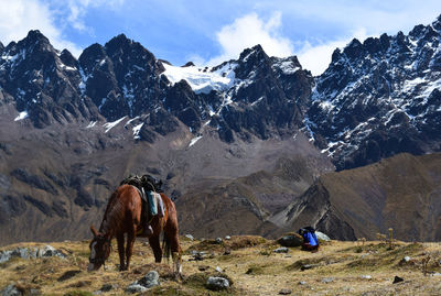 View of horse on mountain