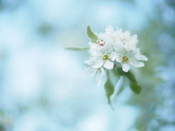 Close-up of white flowers