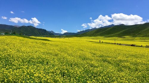 Scenic view of agricultural field against sky