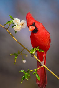 Close-up of bird perching on branch