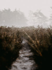 Footpath amidst trees on field against sky