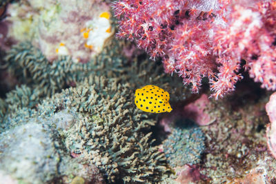 Close-up of fish underwater