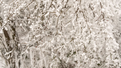 Close-up of snow covered cherry tree