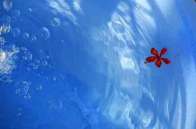 Directly below shot of red flower floating on water against sky