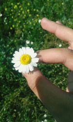 Close-up of cropped hand holding daisy