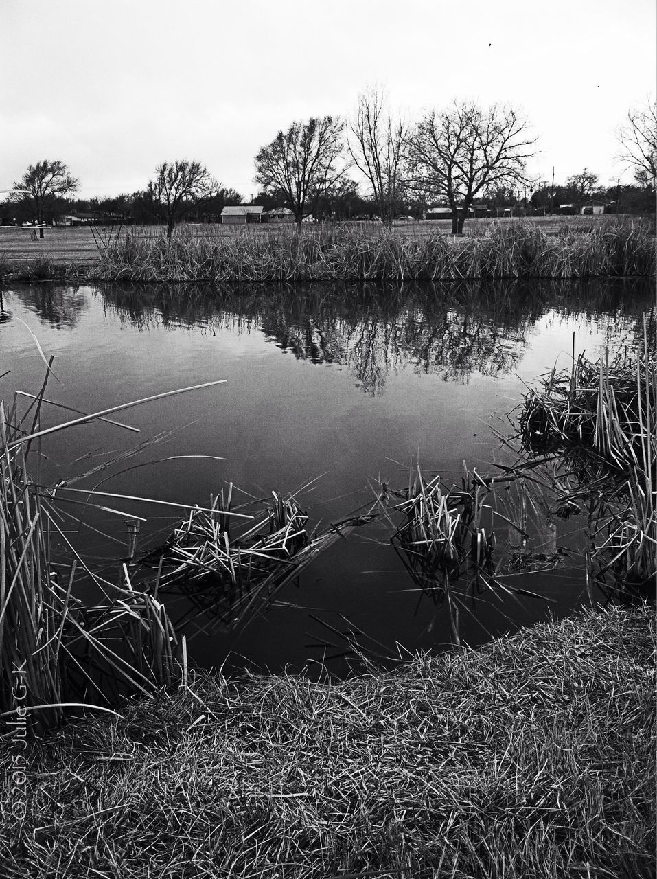 water, grass, lake, tranquility, reflection, nature, tranquil scene, tree, beauty in nature, sky, scenics, growth, animal themes, plant, outdoors, day, field, lakeshore, no people, clear sky