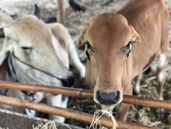 Close-up of cow