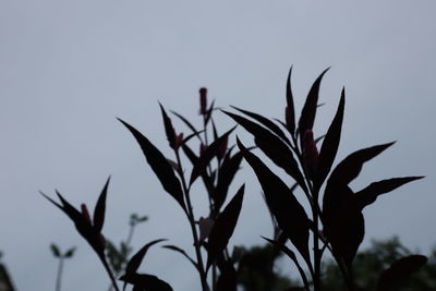 Close-up of silhouette plant against sky