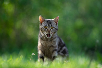 Portrait of cat on field