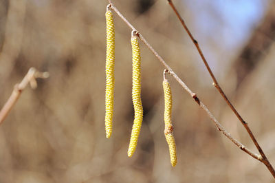 Close-up of hazel tree male flowers on branch