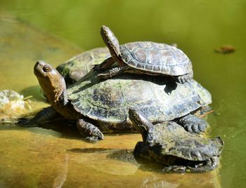 Close-up of turtle in water