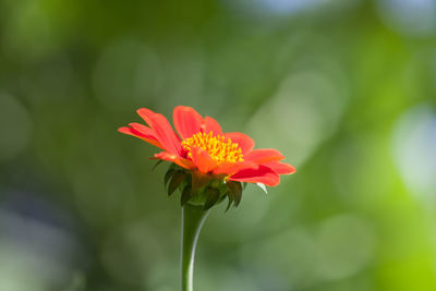 Close-up of red flower