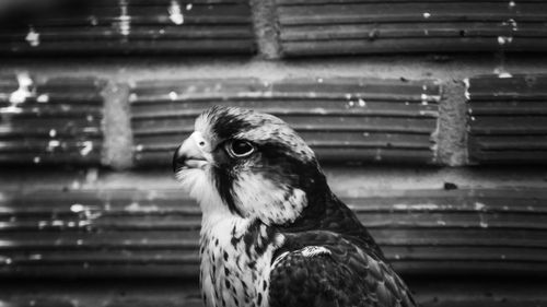 Close-up of a bird in cage