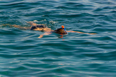 High angle view of fish swimming in sea