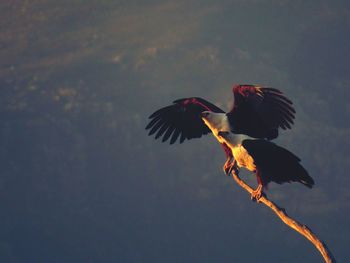 Birds flying in the sky