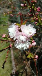 Close-up of white flowers on tree