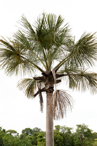 Low angle view of palm tree against clear sky