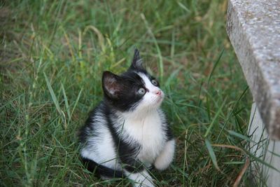 High angle view of cat on field