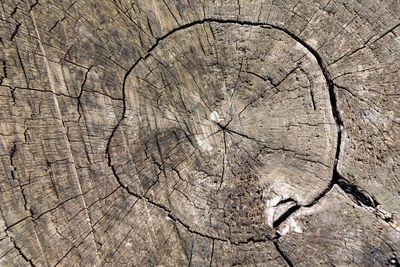 Full frame shot of tree stump