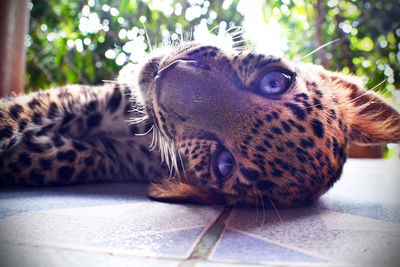Close-up portrait of leopard cub