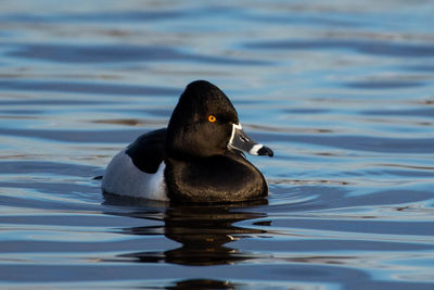 Duck swimming in lake